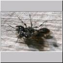 Pemphredon sp Grabwespe 10 Paarung.jpg